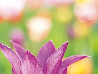 Frühlingsbühne 22.04.2026