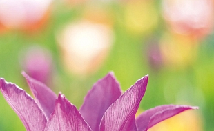 Frühlingsbühne 22.04.2026