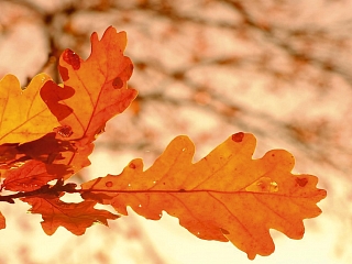 Herbstbühne 13.11.26