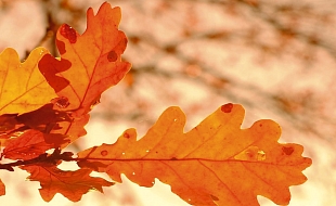 Herbstbühne 13.11.26